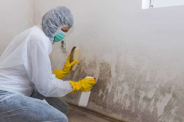 Best Toxic Mold Removal  in Ames Lake, WA