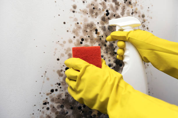 Best Crawl Space Mold Removal  in Ames Lake, WA