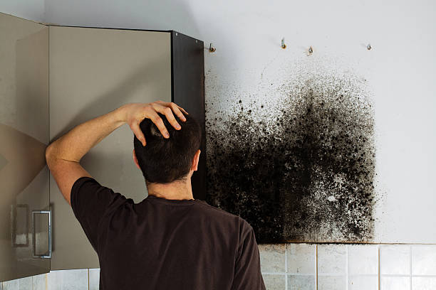 Best Best Mold Removal Companies  in Ames Lake, WA