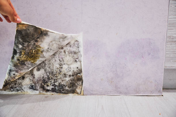 Best Local Mold Removal Service  in Ames Lake, WA